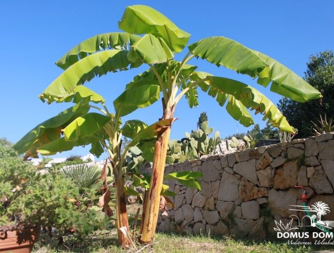 Bananbaum auf dem Anwesen Cala a mare