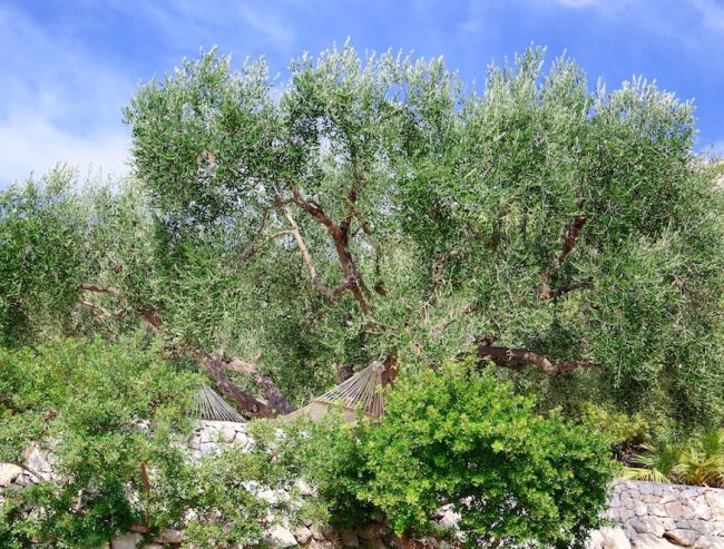 Hängematte unter dem Olivenbaum