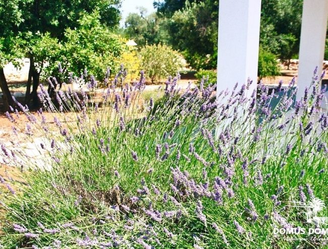 Lavendelsträucher im Garten der Villa I Carrubi
