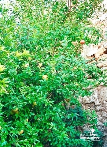 Melograno Granatäpfelbäume