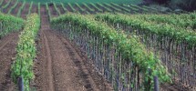 Tavoliere delle Puglie - le campagne di San Severo (Fg) campite a vitigni