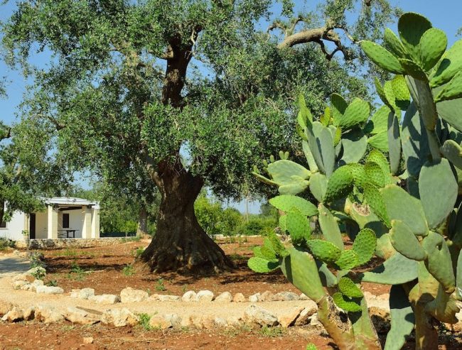 Villa Timo eingerahmt von Olivenbäumen und Kaktusfeigen