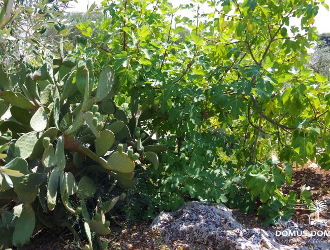 Kaktusfeigen und Feigen