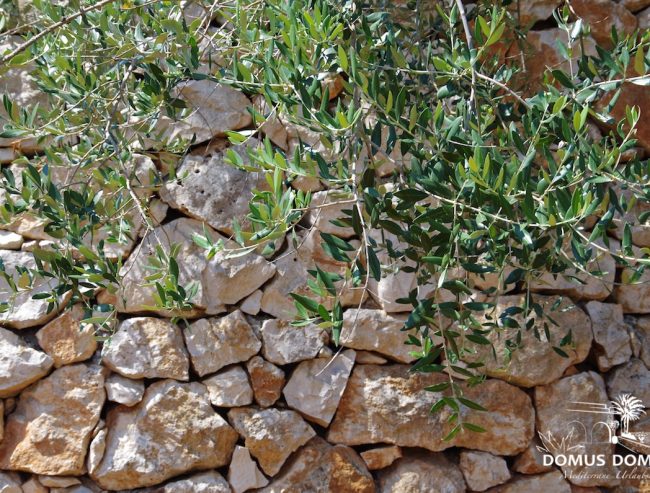 Mauer und Olivenbäume