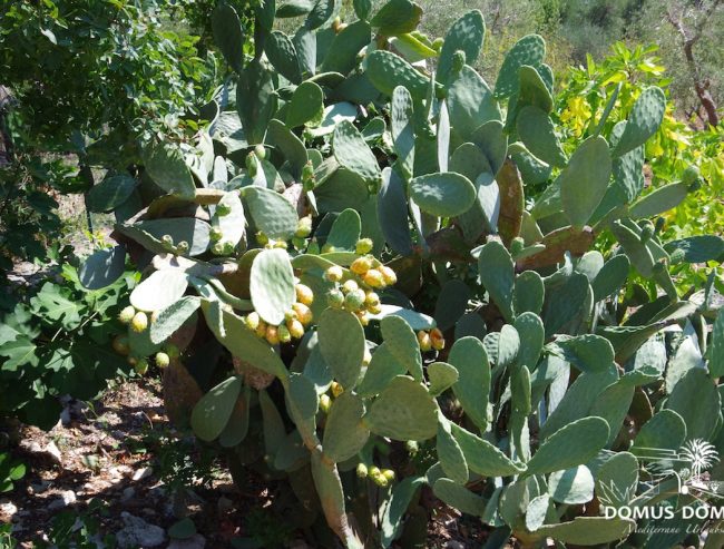 Wildgewachsene Kaktusfeigen